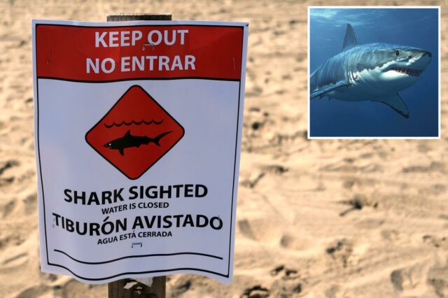 Nadadores fogem enquanto grandes manchas brancas festejam em uma praia lotada da Califórnia
