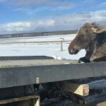 Uma tipoia amarela está enrolada em um filhote de alce marrom que está preso no gelo à frente do convés de um caminhão de reboque.