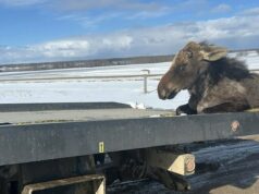 ‘Não posso deixá-lo’: Sask. Motorista de caminhão de reboque resgata alce preso no gelo Uma tipoia amarela está enrolada em um filhote de alce marrom que está preso no gelo à frente do convés de um caminhão de reboque.