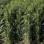 Nova variedade de macarrão de trigo oferece altos rendimentos e maior resistência a doenças