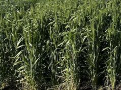 Nova variedade de macarrão de trigo oferece altos rendimentos e maior resistência a doenças Nova variedade de macarrão de trigo oferece altos rendimentos e maior resistência a doenças