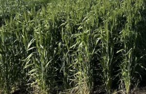 Nova variedade de macarrão de trigo oferece altos rendimentos e maior resistência a doenças Nova variedade de macarrão de trigo oferece altos rendimentos e maior resistência a doenças