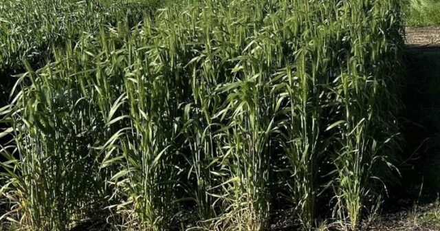 Nova variedade de macarrão de trigo oferece altos rendimentos e maior resistência a doenças
