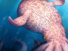 O KRAKEN da vida real: Polvos gigantes do mesmo tamanho dos cachalotes vagavam pelos oceanos há 72 milhões de anos, segundo estudo Cientistas descobriram evidências de uma fera colossal que caçou os mares do Cretáceo Superior entre 72 e 100 milhões de anos atrás