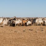 O caminho a seguir da carne de cabra depende da demanda dos EUA e de um mix de mercado mais amplo