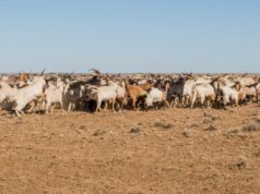 O caminho a seguir da carne de cabra depende da demanda dos EUA e de um mix de mercado mais amplo O caminho a seguir da carne de cabra depende da demanda dos EUA e de um mix de mercado mais amplo