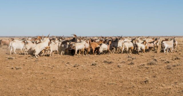 O caminho a seguir da carne de cabra depende da demanda dos EUA e de um mix de mercado mais amplo
