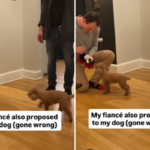 O doce gesto do homem pedindo o cachorro do noivo em casamento também sai pela culatra de forma hilariante