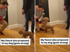 O doce gesto do homem pedindo o cachorro do noivo em casamento também sai pela culatra de forma hilariante O doce gesto do homem pedindo o cachorro do noivo em casamento também sai pela culatra de forma hilariante