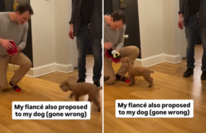 O doce gesto do homem pedindo o cachorro do noivo em casamento também sai pela culatra de forma hilariante O doce gesto do homem pedindo o cachorro do noivo em casamento também sai pela culatra de forma hilariante