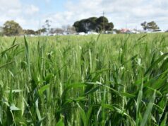 O início a seco significa que os agricultores reforçam a proteção contra o apodrecimento da coroa através do tratamento de sementes Gregor Ouvido