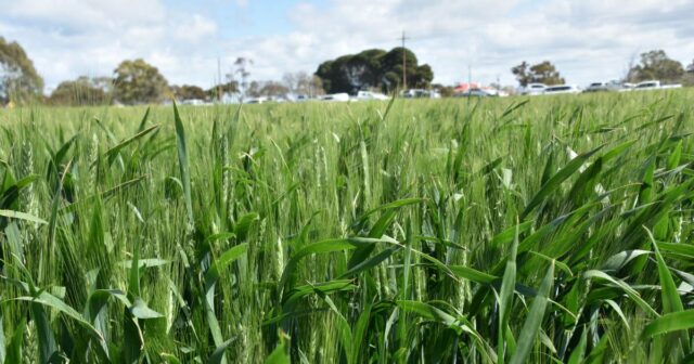 O início a seco significa que os agricultores reforçam a Gregor Ouvido