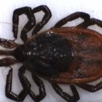 Ícone de conversão de texto em fala