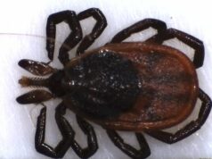 O inverno com neve não prejudicará a população de carrapatos este ano, dizem especialistas Ícone de conversão de texto em fala