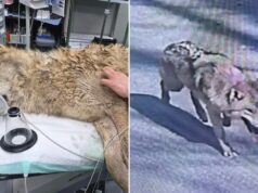 O lobo fugitivo Neukgu retornou ao zoológico sul-coreano após nove dias de busca envolvendo drones de imagem térmica O lobo fugitivo Neukgu retornou ao zoológico sul-coreano após nove dias de busca envolvendo drones de imagem térmica