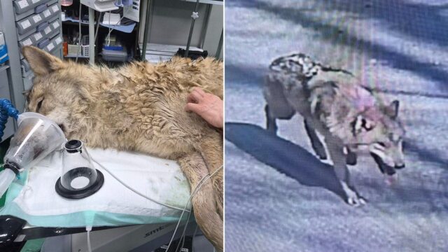 O lobo fugitivo Neukgu retornou ao zoológico sul-coreano após nove dias de busca envolvendo drones de imagem térmica
