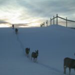 O maior viaduto de vida selvagem da América do Norte salva vidas de pessoas e animais