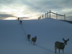 O maior viaduto de vida selvagem da América do Norte salva vidas de pessoas e animais O maior viaduto de vida selvagem da América do Norte salva vidas de pessoas e animais
