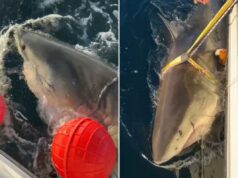 O ping mais recente do maior tubarão branco macho do Contender oferece uma nova visão sobre o comportamento dos tubarões O contendor, o grande tubarão branco de 14 pés, é estudado no Oceano Atlântico Norte em 11 de junho de 2025.