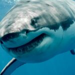 Uma impressão artística do Club Med South Africa Beach & Safari, que será inaugurado em breve.