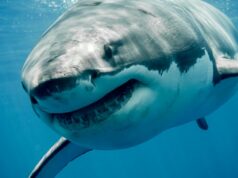 O problema dos tubarões enfrentado pelo novo resort Club Med de US$ 170 milhões na África do Sul Uma impressão artística do Club Med South Africa Beach & Safari, que será inaugurado em breve.