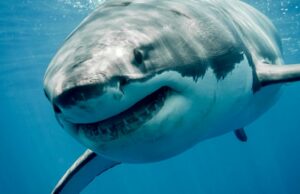 O problema dos tubarões enfrentado pelo novo resort Club Med de US$ 170 milhões na África do Sul Uma impressão artística do Club Med South Africa Beach & Safari, que será inaugurado em breve.