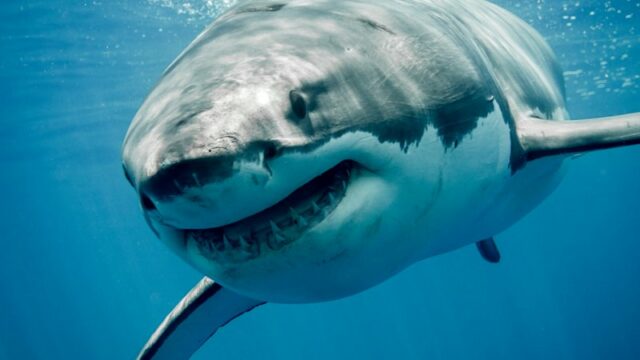 Uma impressão artística do Club Med South Africa Beach & Safari, que será inaugurado em breve.