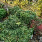 O jardim tomado por nós japoneses de 3 metros de altura. O conselho de Kensington e Chelsea ordenou que Nicholas Halbritter enfrentasse problemas de longa data em sua propriedade no oeste de Londres