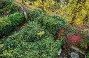 O proprietário da mansão de £ 4 milhões em Chelsea, que tornou as casas dos vizinhos ‘invendáveis’ com um jardim japonês de knotweed de 3 metros de altura, recebe ordem de remover a ‘selva’ infestada de ratos O jardim tomado por nós japoneses de 3 metros de altura. O conselho de Kensington e Chelsea ordenou que Nicholas Halbritter enfrentasse problemas de longa data em sua propriedade no oeste de Londres