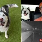 O querido husky do aviador dos EUA, carro supostamente roubado por uma babá enquanto estava no exterior: 'Perdeu uma parte de casa'