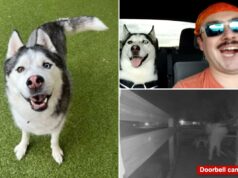O querido husky do aviador dos EUA, carro supostamente roubado por uma babá enquanto estava no exterior: ‘Perdeu uma parte de casa’ O querido husky do aviador dos EUA, carro supostamente roubado por uma babá enquanto estava no exterior: 'Perdeu uma parte de casa'