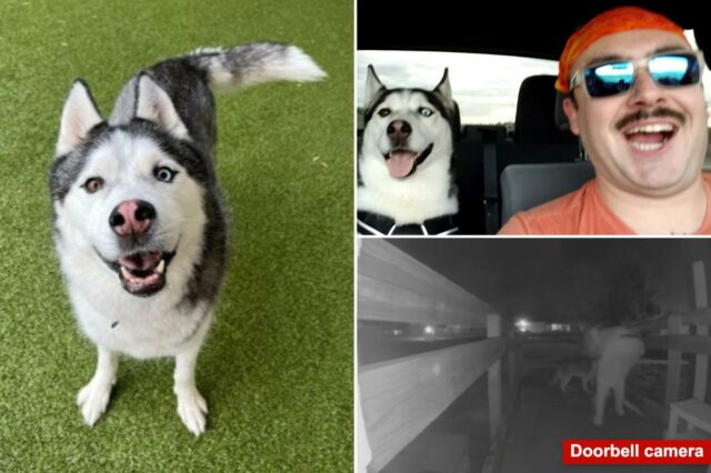 O querido husky do aviador dos EUA, carro supostamente roubado por uma babá enquanto estava no exterior: 'Perdeu uma parte de casa'

