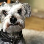 O seguro para animais de estimação vale a pena? Novo estudo revela o custo e valor reais