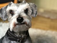 O seguro para animais de estimação vale a pena? Novo estudo revela o custo e valor reais O seguro para animais de estimação vale a pena? Novo estudo revela o custo e valor reais