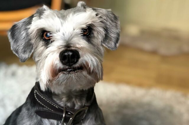 O seguro para animais de estimação vale a pena? Novo estudo revela o custo e valor reais
