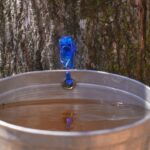 O seu xarope de bordo é real ou falso? Não é tão difícil dizer