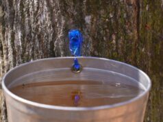 O seu xarope de bordo é real ou falso? Não é tão difícil dizer O seu xarope de bordo é real ou falso? Não é tão difícil dizer