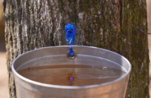 O seu xarope de bordo é real ou falso? Não é tão difícil dizer O seu xarope de bordo é real ou falso? Não é tão difícil dizer