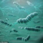 Helicobacter pylori (H. pylori) é um tipo de bactéria que infecta o revestimento do estômago