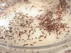 O tifo transmitido por pulgas surge em todo o condado de Los Angeles, com 90% dos casos exigindo hospitalização Yahoo news home