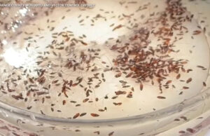 O tifo transmitido por pulgas surge em todo o condado de Los Angeles, com 90% dos casos exigindo hospitalização Yahoo news home