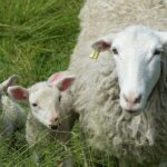 Ícone de conversão de texto em fala