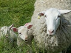Oficiais do BC agora têm permissão para matar ovelhas domésticas abandonadas para proteger animais selvagens Ícone de conversão de texto em fala