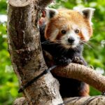 Um panda vermelho ameaçado de extinção chamado Priya (foto) fez uma chegada encantadora e muito esperada ao Highland Wildlife Park