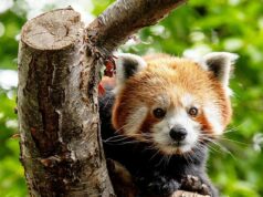 Olá Priya! Panda vermelha ameaçada de extinção está se instalando em sua nova casa no zoológico do Reino Unido Um panda vermelho ameaçado de extinção chamado Priya (foto) fez uma chegada encantadora e muito esperada ao Highland Wildlife Park