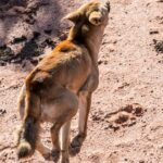 Os controladores de cães selvagens de WA enfrentam um futuro incerto à medida que o prazo de financiamento se aproxima