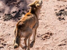 Os controladores de cães selvagens de WA enfrentam um futuro incerto à medida que o prazo de financiamento se aproxima Os controladores de cães selvagens de WA enfrentam um futuro incerto à medida que o prazo de financiamento se aproxima