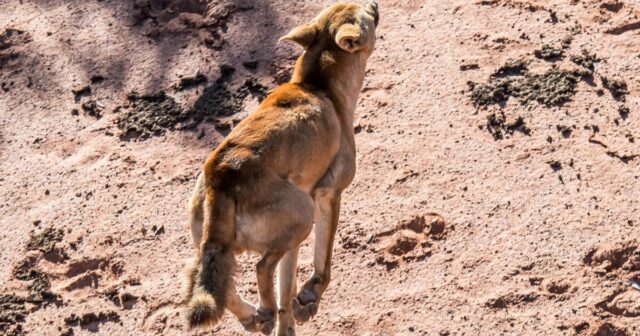 Os controladores de cães selvagens de WA enfrentam um futuro incerto à medida que o prazo de financiamento se aproxima
