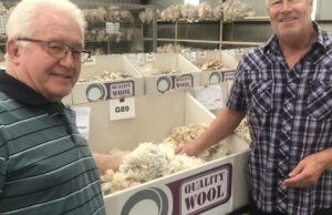 Os preços mais altos de ovelhas e lã são um fim agridoce de uma era para a família WA Os preços mais altos de ovelhas e lã são um fim agridoce de uma era para a família WA