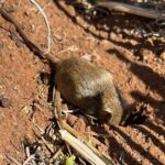 Os ratos estão assolando as regiões de cultivo, então onde estão as 50 iscas fortes?